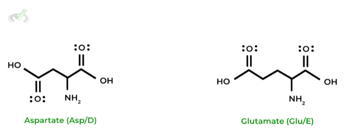 Acidic (Negatively Charged) Amino Acids