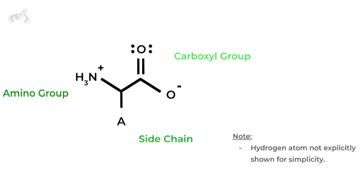 Backbone Amino Acid Structure