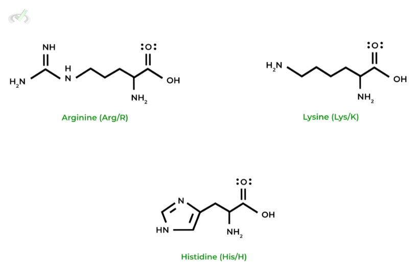 Basic (Positively Charged) Amino Acids