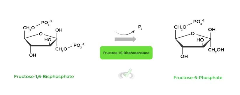 Fructose-1-6-Bisphosphate to Fructose-6-Phosphate (Fructose-1,6-Bisphosphatase)