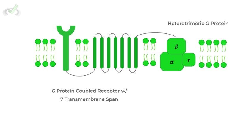 G Protein Coupled Receptors 