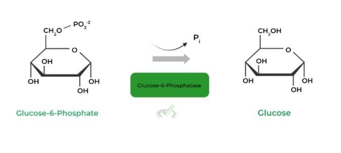 Glucose-6-Phosphate to Glucose (Glucose-6-Phosphatase)