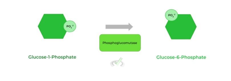 Glucose Phosphate