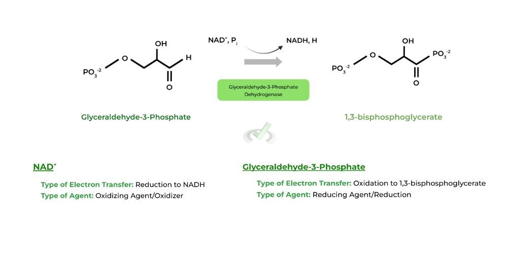 Glyceraldehyde-3-Phosphate Dehydrogenase