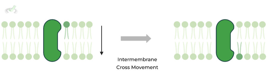 Intermembrane (Two Membranes)