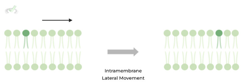 Intramembrane (One Membrane)