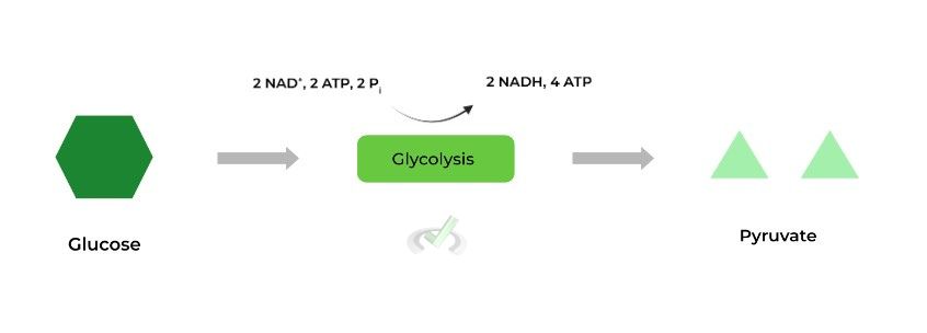 Net Molecular and Energetic Results of Glycolysis
