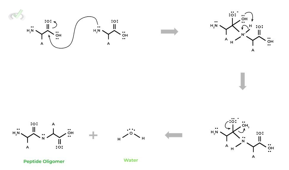 Nucleophilic Substitution Mechanism for Peptide Bond Formation