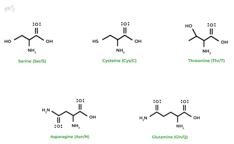 Amino Acids Structure on the MCAT – MedLife Mastery