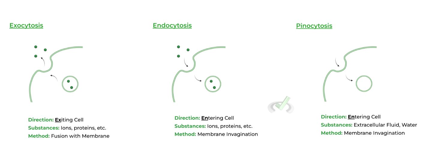 Vesicular Transport – Exocytosis, Endocytosis, and Pinocytosis