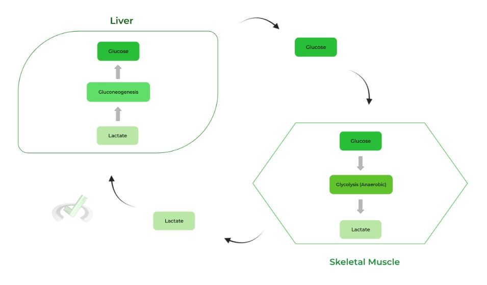 liver hepatocytes