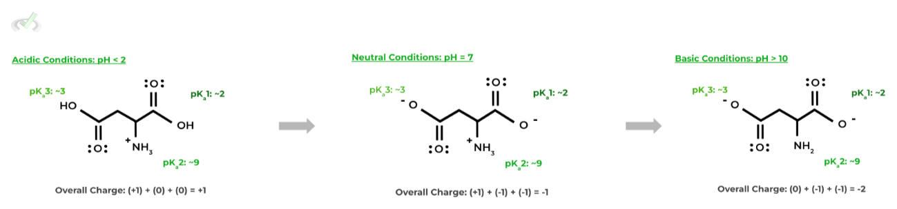pKas in Amino Acids