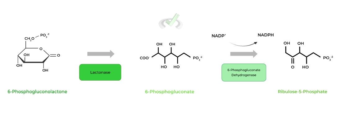 6-phosphogluconate dehydrogenase