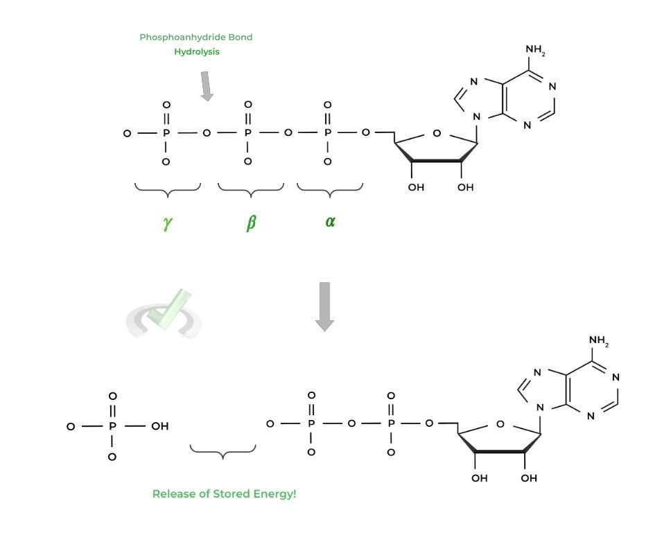 ATP Structure and Function