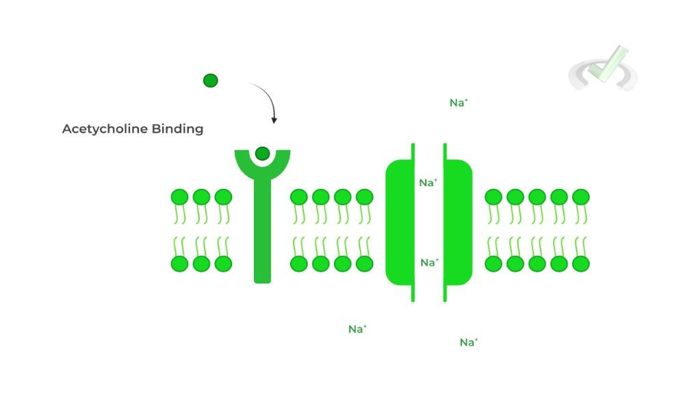 Acetycholine Binding
