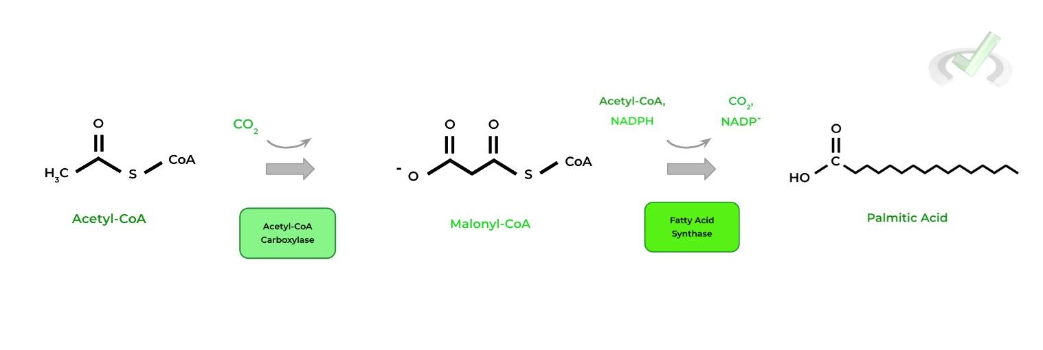 Acetyl-CoA Activation and Palmitic Acid Synthesis