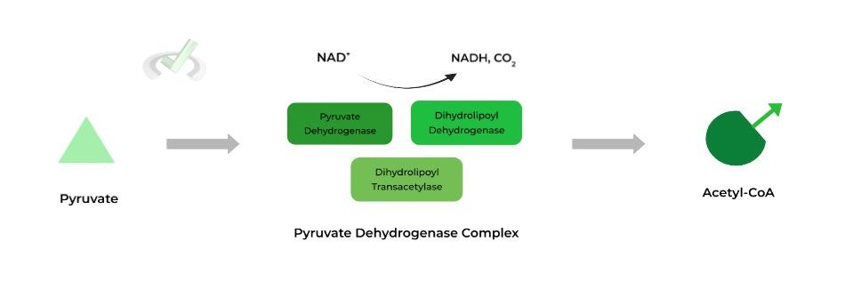 Acetyl-CoA Production via PDH Complex