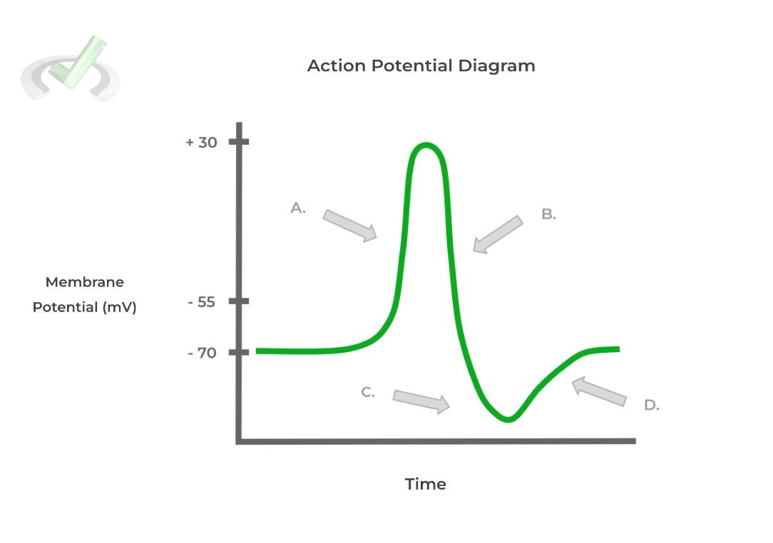 Action Potential Diagram