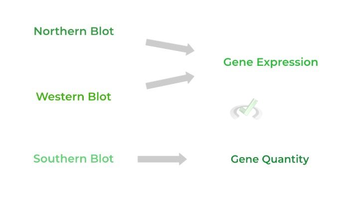 Analyzing Gene Expression and Quantity
