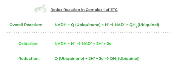 Bioenergetics Biological Oxidation-Reduction Reactions Bioenergetics Biological Oxidation-Reduction Reactions