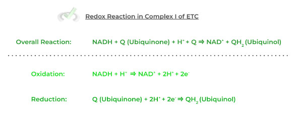 Bioenergetics Biological Oxidation-Reduction Reactions