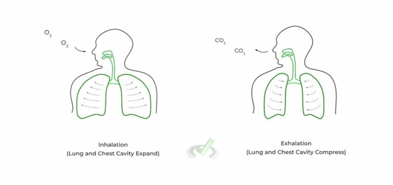 Respiratory Systems on the MCAT – MedLife Mastery