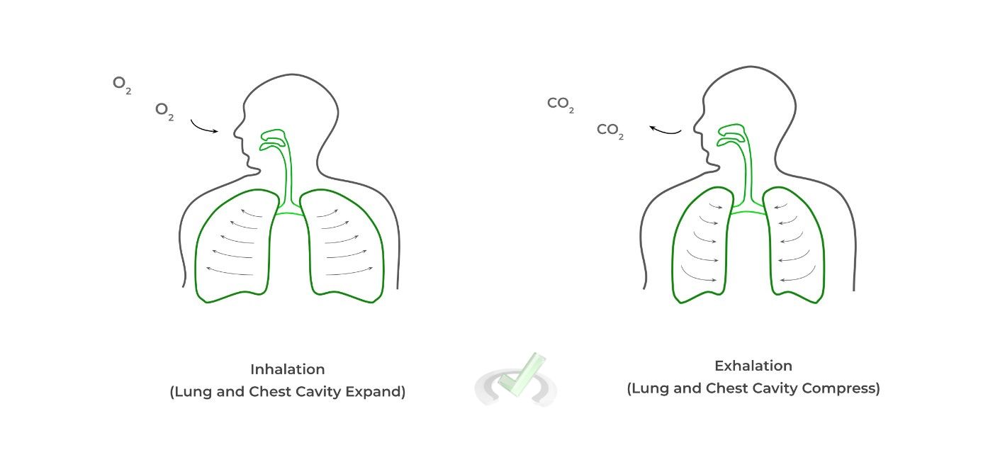 Breathing Mechanisms - Respiratory System - MCAT Content