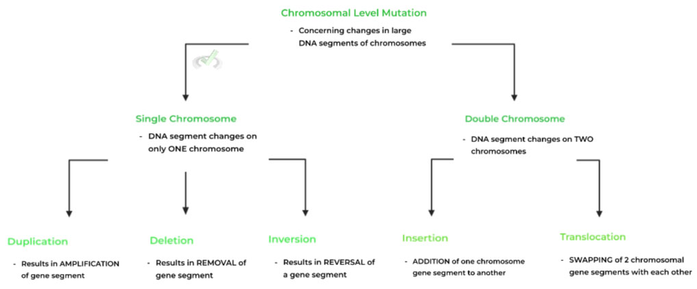 Chromosomal-Level-Mutations