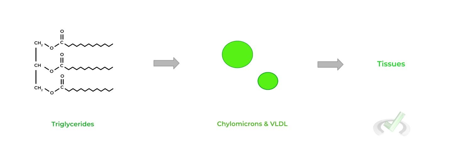 Chylomicrons and VLDL