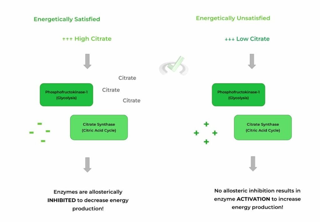 Allosteric and Hormonal Regulation of Carbohydrate Metabolism on the ...