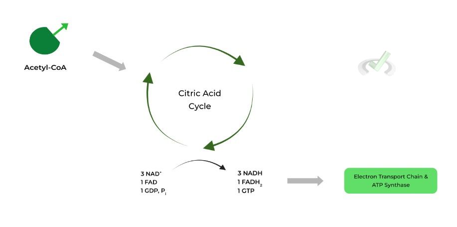 Citric Acid Cycle (Krebs Cycle)