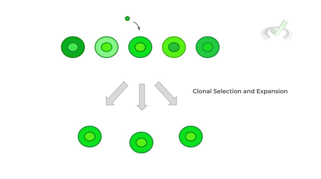 Clonal Selection and Lymphocyte Maturation