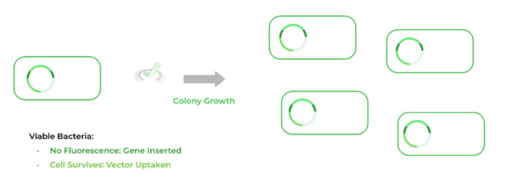 Colony Growth