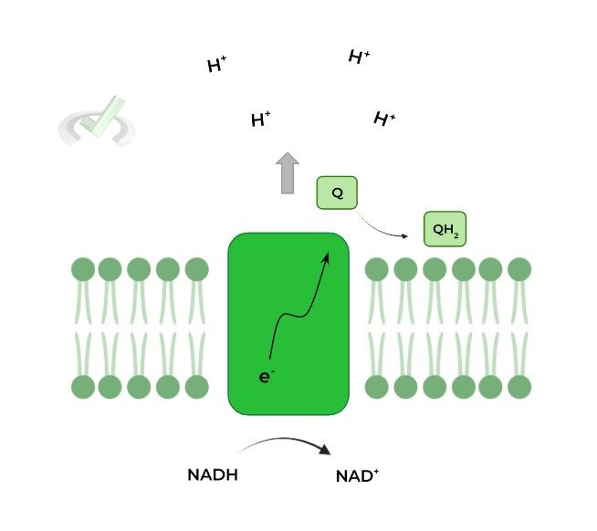 Complex I NADH Dehydrogenase