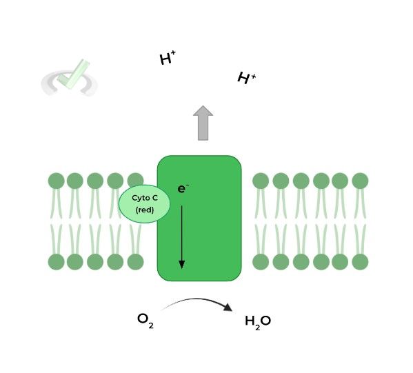 Complex IV Cytochrome C Oxidase