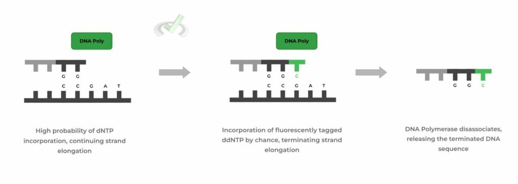 Biotechnology: DNA Sequencing On The MCAT – MedLife Mastery