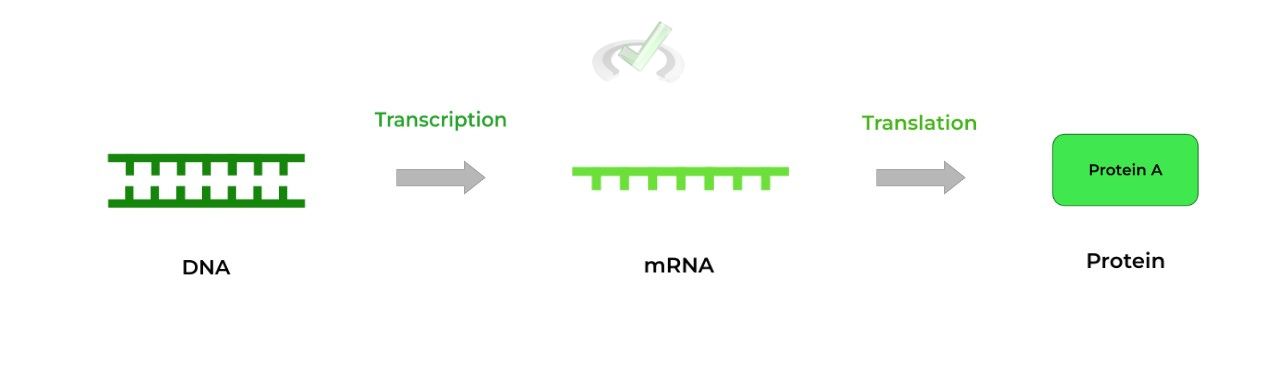 DNA to mRNA to Protein