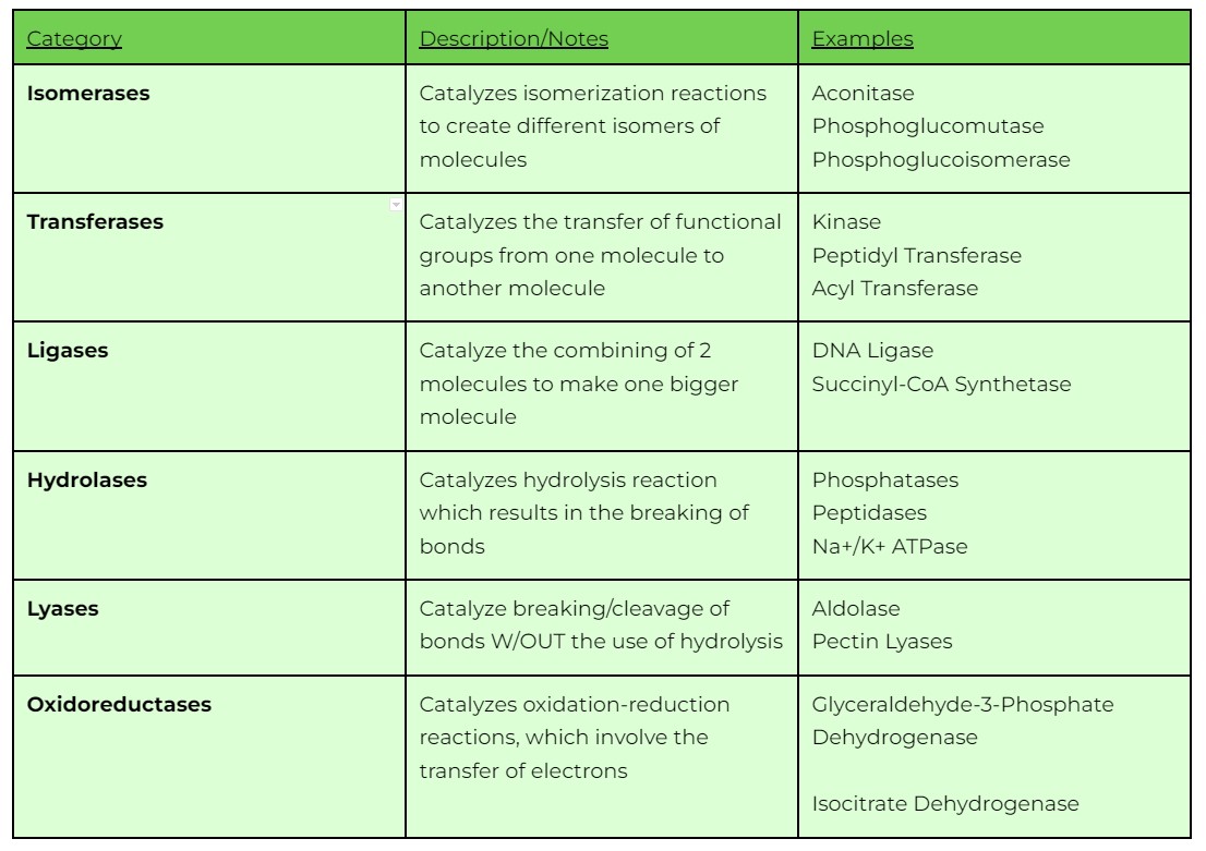 Different Enzymes Type