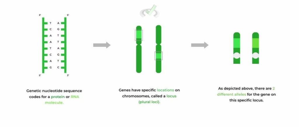 Chromosomes Role In Genetics On The Mcat Medlife Mastery