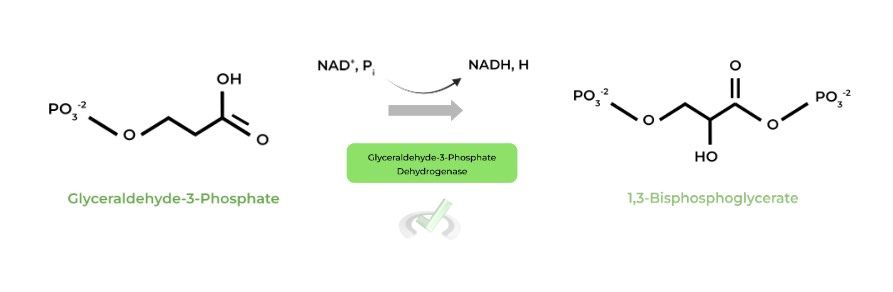 Dihydroxyacetone-Phosphate to Glyceraldehyde-3-Phosphate