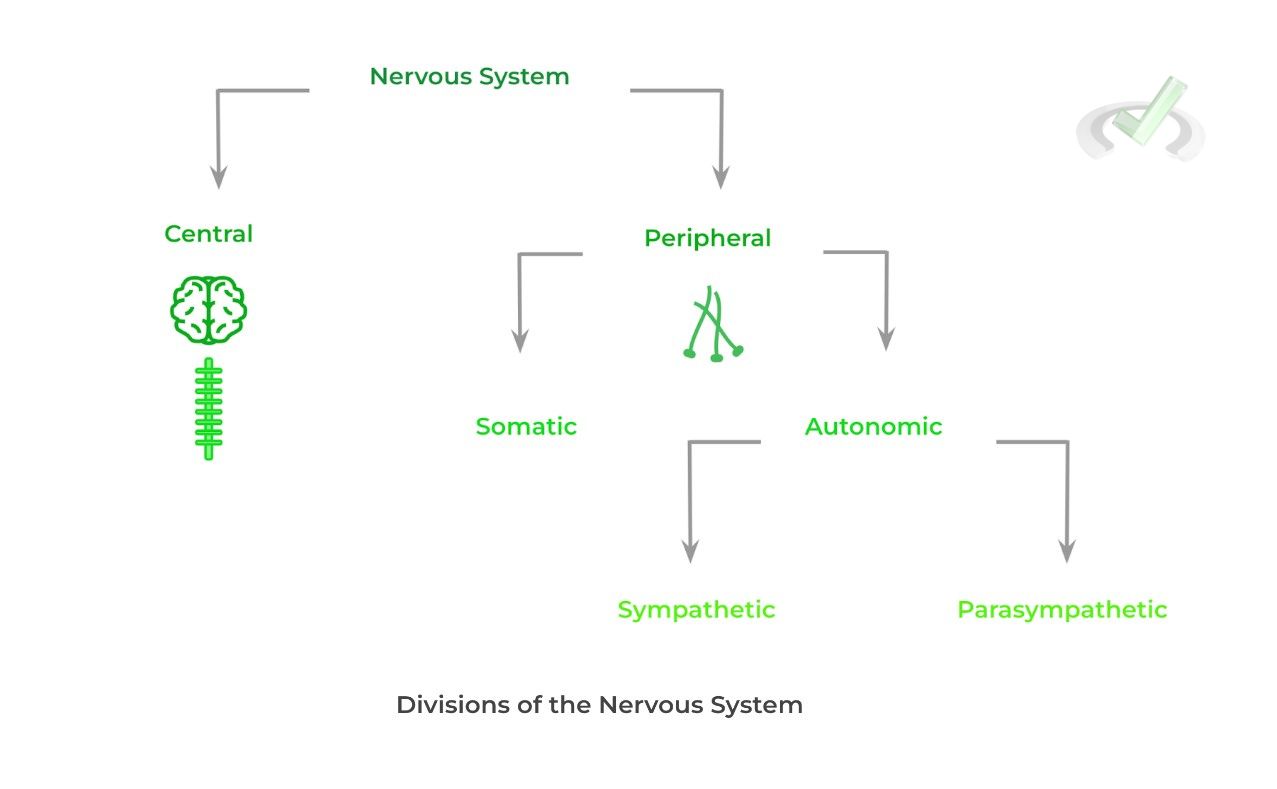 Division of the Nervous System