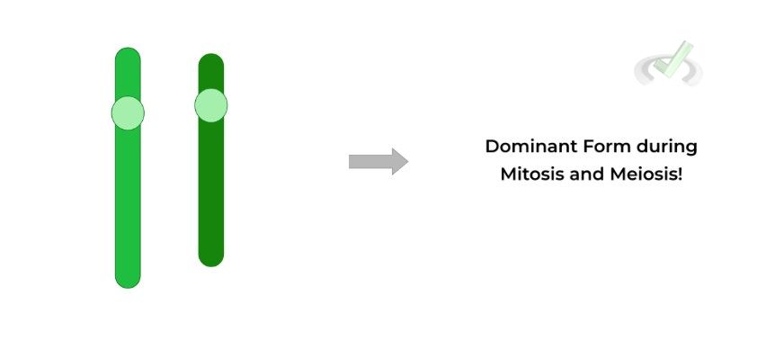 Dominant Form during Mitosis and Meiosis