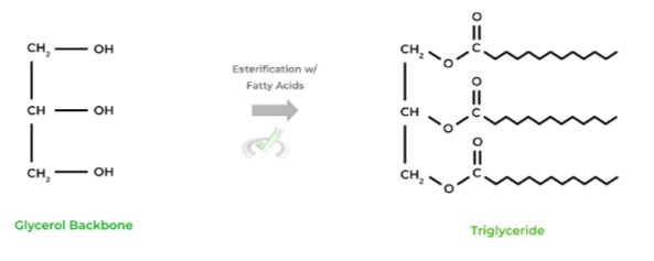 Esterification