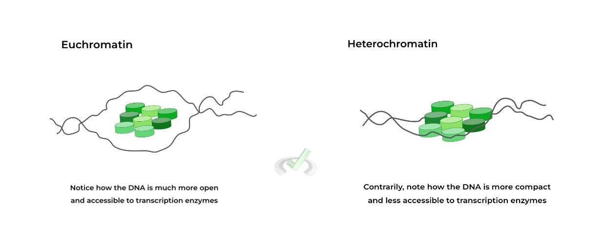 Euchromatin v.s Heterochromatin