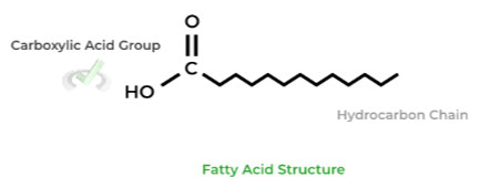 Fatty Acid Structure