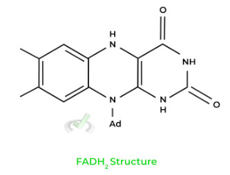 Flavin Adenine Dinucleotide
