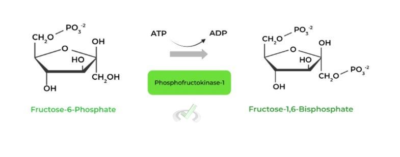 Fructose-6-Phosphate to Fructose-1,6-Bisphosphate (Phosphofructokinase-1)