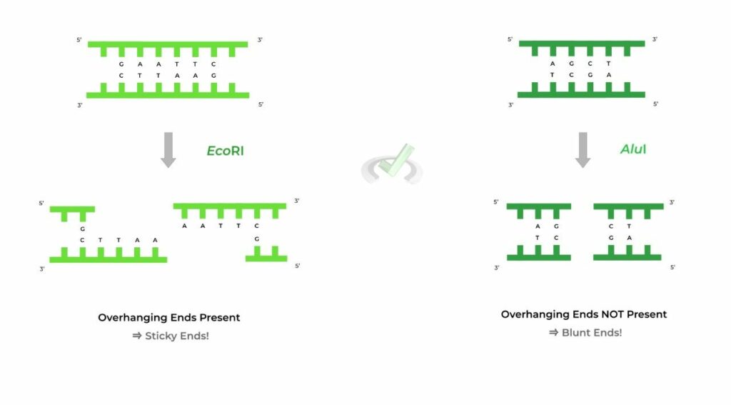 Biotechnology Restriction Enzymes on the MCAT MedLife Mastery