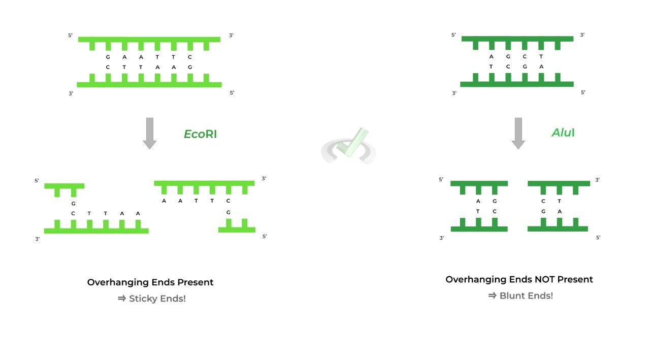 Function of Restriction Enzymes