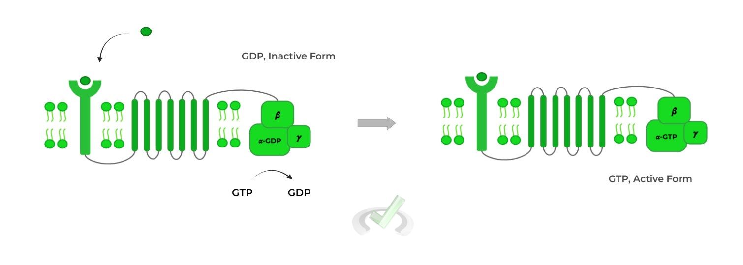 GDP Inactive- Active Form